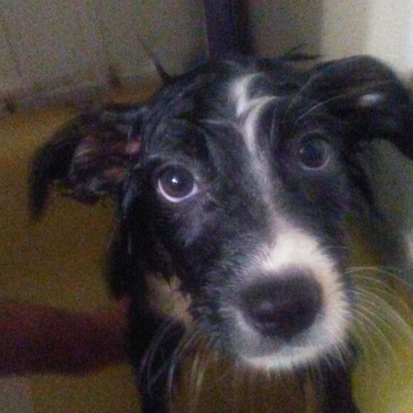 Meet your Posher, Daniel - Picture 7 of 10